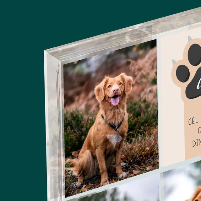 Colaj De Fotografii: Cel Mai Bun Câine - Bloc Acrilic