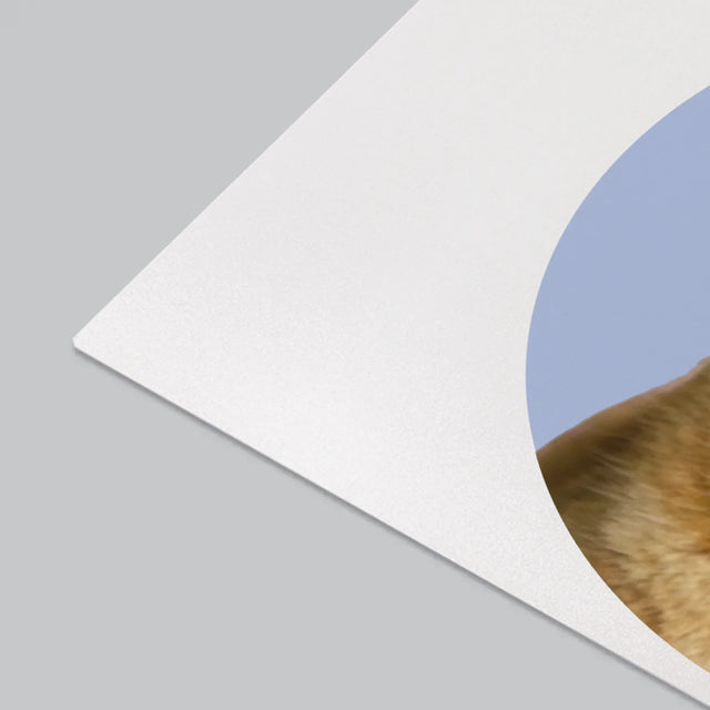 Fotografie Si Semnătură: Pisicul Tău - Mapa De Birou