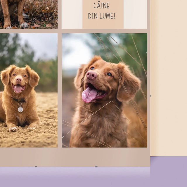 Colaj De Fotografii: Cel Mai Bun Câine - Poster