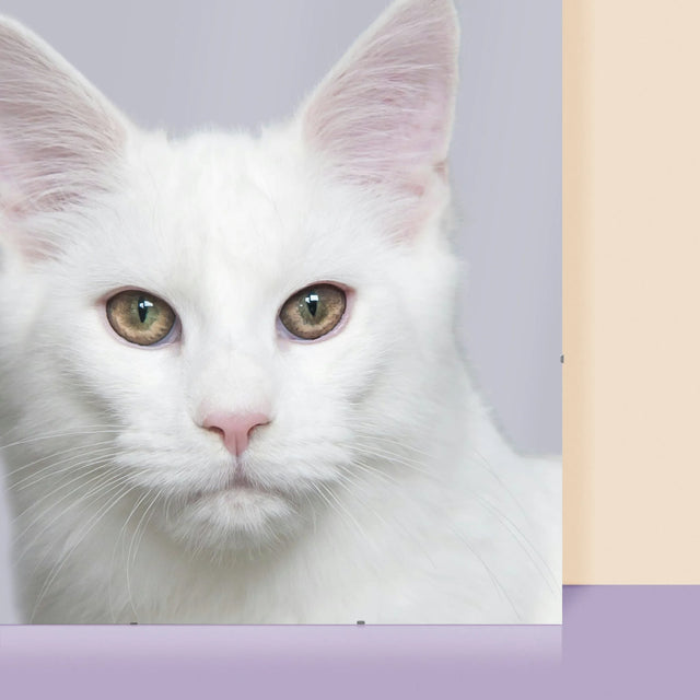 Fotografie Si Semnătură: În Această Casă Conduce Animalul - Poster