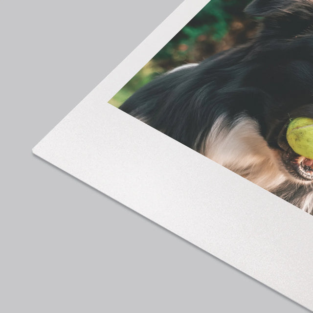 Fotografie Si Semnătură: Cățeluș Definiția - Mapa De Birou